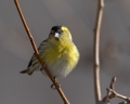 Cizek_Siskin_Carduelis_spinus__41.jpg