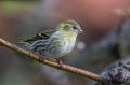 Cizek_Siskin_Carduelis_spinus__42.jpg