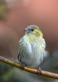 Cizek_Siskin_Carduelis_spinus__43.jpg