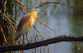 Copasta_caplja_Squacco_heron_Ardeola_ralloides_Caplje_Ardeidae_01.jpg