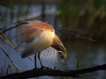 Copasta_caplja_Squacco_heron_Ardeola_ralloides_Caplje_Ardeidae_04.jpg