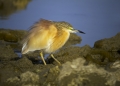 Copasta_caplja_Squacco_heron_Ardeola_ralloides_Caplje_Ardeidae_08.jpg
