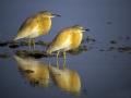 Copasta_caplja_Squacco_heron_Ardeola_ralloides_Caplje_Ardeidae_09.jpg