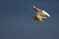 Copasta_caplja_Squacco_heron_Ardeola_ralloides_Caplje_Ardeidae_10.jpg
