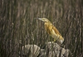 Copasta_caplja_Squacco_heron_Ardeola_ralloides_Caplje_Ardeidae_11.jpg