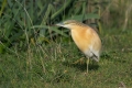 Copasta_caplja_Squacco_heron_Ardeola_ralloides_Caplje_Ardeidae_12.jpg
