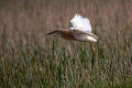 Copasta_caplja_Squacco_heron_Ardeola_ralloides_Caplje_Ardeidae_24.jpg