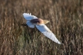 Copasta_caplja_Squacco_heron_Ardeola_ralloides_Caplje_Ardeidae_28.jpg