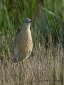 Copasta_caplja_Squacco_heron_Ardeola_ralloides_Caplje_Ardeidae_34.jpg