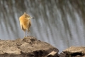 Copasta_caplja_Squacco_heron_Ardeola_ralloides_Caplje_Ardeidae_35.jpg