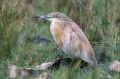 Copasta_caplja_Squacco_heron_Ardeola_ralloides_Caplje_Ardeidae_39.jpg