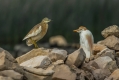 Copasta_caplja_Squacco_heron_Ardeola_ralloides_Caplje_Ardeidae_40.jpg