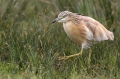 Copasta_caplja_Squacco_heron_Ardeola_ralloides_Caplje_Ardeidae_41.jpg