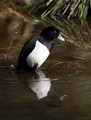 Copasta_crnica_Tufted_duck_Aythya_fuligula_05.jpg