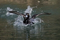Copasta_crnica_Tufted_duck_Aythya_fuligula_10.jpg
