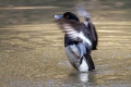 Copasta_crnica_Tufted_duck_Aythya_fuligula_11.jpg