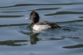 Copasta_crnica_Tufted_duck_Aythya_fuligula_12.jpg