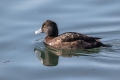 Copasta_crnica_Tufted_duck_Aythya_fuligula_13.jpg