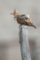 Copasti__skrjanec_Crested_lark_10.jpg