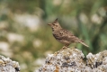 Copasti__skrjanec_Crested_lark_11.jpg