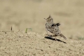 Copasti__skrjanec_Crested_lark_13.jpg
