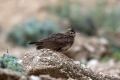 Copasti__skrjanec_Crested_lark_16.jpg