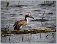 Copasti_ponirek_Great_crested_grebe_07.jpg