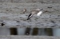Ime datoteke=Crna_prosenka__Grey_Plover__Pluvialis_squatarola__Dezevniki__Dezevniki__Charadriidae__Crna_prosenka_05.jpg
Velikost datoteke=102KB
Dimenzija=800x533
Datum objave=24.05.2011 Crna_prosenka__Grey_Plover__Pluvialis_squatarola__Dezevniki__Dezevniki__Charadriidae__Crna_prosenka_05.jpg