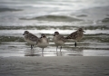 Crna_prosenka__Grey_Plover__Pluvialis_squatarola__Dezevniki__Dezevniki__Charadriidae__Crna_prosenka_06.jpg