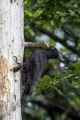 Crna_zolna_Black_woodpecker_03.jpg