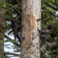 Crna_zolna_Black_woodpecker_05.jpg