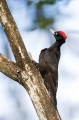 Crna_zolna_Black_woodpecker_06.jpg