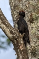 Crna_zolna_Black_woodpecker_07.jpg