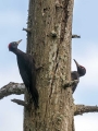 Crna_zolna_Black_woodpecker_08.jpg