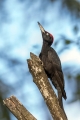 Crna_zolna_Black_woodpecker_10.jpg