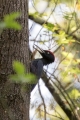 Crna_zolna_Black_woodpecker_11.jpg