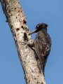 Crna_zolna_Black_woodpecker_16.jpg