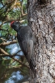 Crna_zolna_Black_woodpecker_19.jpg