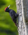 Crna_zolna_Black_woodpecker_20.jpg