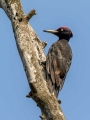 Crna_zolna_Black_woodpecker_21.jpg