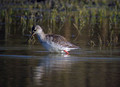 Crni_martinec_Spotted_redshank_Tringa_erythropus_Kljunaci_Scolopacidae_04.jpg
