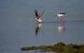 Crni_martinec_Spotted_redshank_Tringa_erythropus_Kljunaci_Scolopacidae_05.jpg