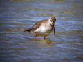 Crni_martinec_Spotted_redshank_Tringa_erythropus_Kljunaci_Scolopacidae_06.jpg