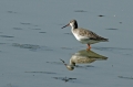 Crni_martinec_Spotted_redshank_Tringa_erythropus_Kljunaci_Scolopacidae_07.jpg