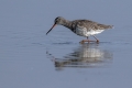 Crni_martinec_Spotted_redshank_Tringa_erythropus_Kljunaci_Scolopacidae_08.jpg