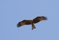 Crni_skarnik_Black_kite_Milvus_migrans_03.jpg