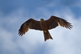 Crni_skarnik_Black_kite_Milvus_migrans_04.jpg