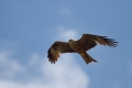 Crni_skarnik_Black_kite_Milvus_migrans_05.jpg