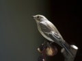 Crnoglavi_muhar_Pied_flycatcher_08.jpg