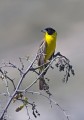 Crnoglavi_strnad_Black_headed_bunting_Emberiza_melanocephala_Strnadi_Emberizidae_1.jpg